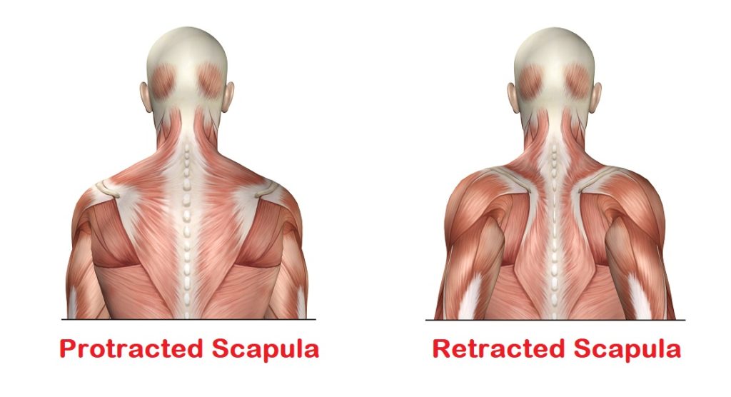 scapula protraction and retraction